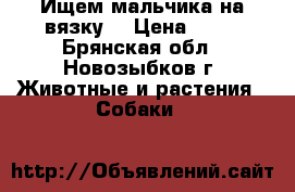 Ищем мальчика на вязку  › Цена ­ 10 - Брянская обл., Новозыбков г. Животные и растения » Собаки   